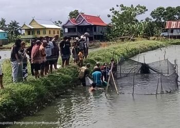 Panen Perdana Pokdakan Maju Bersama Merah Putih Berbuah Manis di Segeri