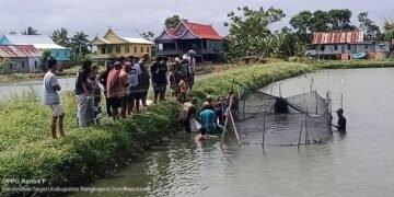Panen Perdana Pokdakan Maju Bersama Merah Putih Berbuah Manis di Segeri