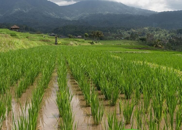 Tingkatkan Kompetensi Aparatur: Webinar Integrasi KP2B dan LP2B dalam Rencana Tata Ruang Digelar