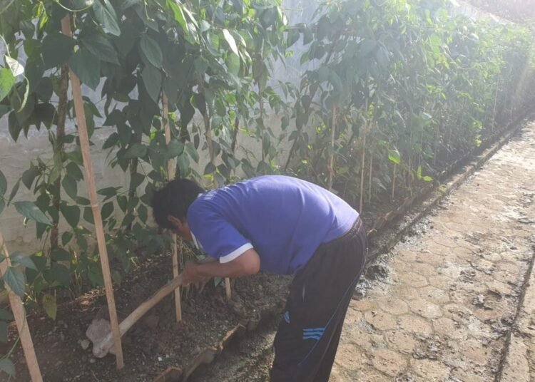 Berkebun di Balik Jeruji, Warga Binaan Lapas Tegal Wujudkan Ketahanan Pangan 46 WhatsApp Image 2026 03 26 at 08.50.58