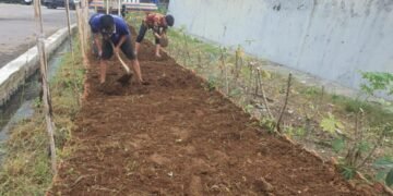 Lapas Tegal Kembali Olah Lahan Produktif, Dukung Program Ketahanan Pangan Menteri Imipas 29 WhatsApp Image 2026 03 27 at 18.40.13