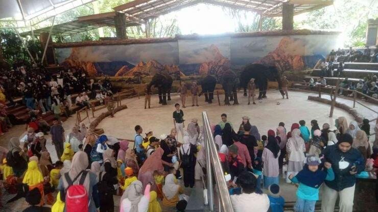 pertunjukan gajah safari 11zon 696ac46e34777c408a021a03