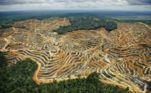 Hutan vs Deforestasi: Antara Keuntungan Jangka Pendek dan Keberlanjutan Ekologi Masa Depan 47 20240217174844