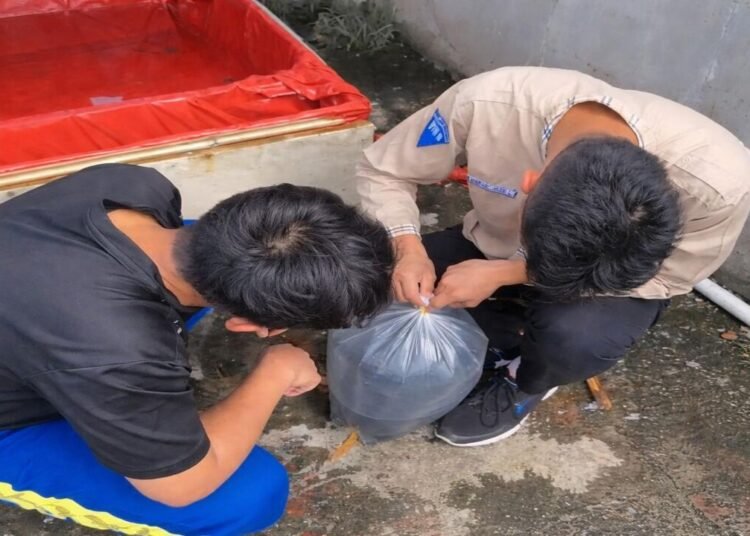 "SMP Wijaya Kusuma Jakarta Utara hadirkan program budidaya ikan lele untuk asah keterampilan hidup dan kewirausahaan siswa. Simak keseruan belajar mandiri di sini!"