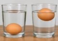 Uji Kesegaran Telur