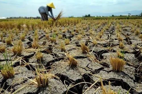 Petani di Ujung Krisis: Ketika Perubahan Iklim Menghancurkan Ketahanan Pangan 46 IMG 20260420 WA0007