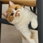 Indah Aulia Choirunnissa