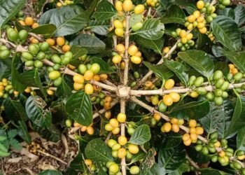 Kopi Arabika Terbaik Indonesia Yellow Bourbon Kopi Cinanggela Bandung Hasto Wahyudi
