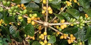 Kopi Arabika Terbaik Indonesia Yellow Bourbon Kopi Cinanggela Bandung Hasto Wahyudi