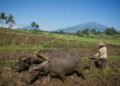 Petani membajak sawah dengan menggunakan kerbau di Nusukan, Kabupaten Semarang, Jawa Tengah, Selasa (31/5/2022). Petani daerah tersebut masih menggunakan alat bajak tradisional dengan tenaga kerbau untuk mengolah lahan karena lebih hemat biaya dibandingan menggunakan traktor. ANTARA FOTO/Mohammad Ayudha/tom.