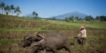 Petani membajak sawah dengan menggunakan kerbau di Nusukan, Kabupaten Semarang, Jawa Tengah, Selasa (31/5/2022). Petani daerah tersebut masih menggunakan alat bajak tradisional dengan tenaga kerbau untuk mengolah lahan karena lebih hemat biaya dibandingan menggunakan traktor. ANTARA FOTO/Mohammad Ayudha/tom.