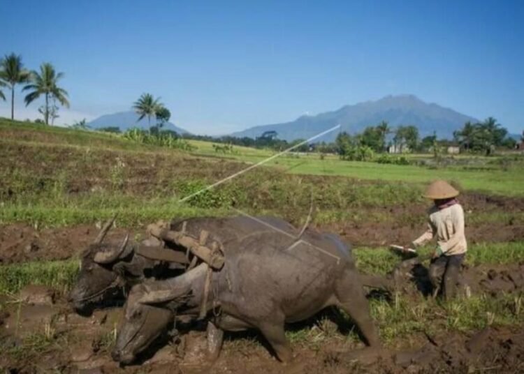 Inovasi Pertanian Semakin Banyak dan Berkembang, Namun Mengapa Petani Masih Jalan di Tempat? 46 Petani membajak sawah dengan menggunakan kerbau di Nusukan, Kabupaten Semarang, Jawa Tengah, Selasa (31/5/2022). Petani daerah tersebut masih menggunakan alat bajak tradisional dengan tenaga kerbau untuk mengolah lahan karena lebih hemat biaya dibandingan menggunakan traktor. ANTARA FOTO/Mohammad Ayudha/tom.
