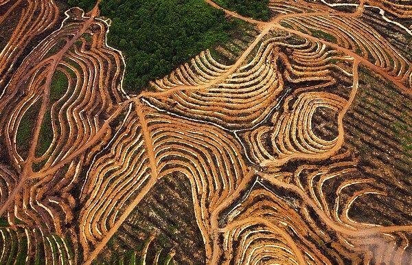 Deforestasi Indonesia Pembangunan Yang Mengorbankan Masa Depan 46 deforestasi foto
