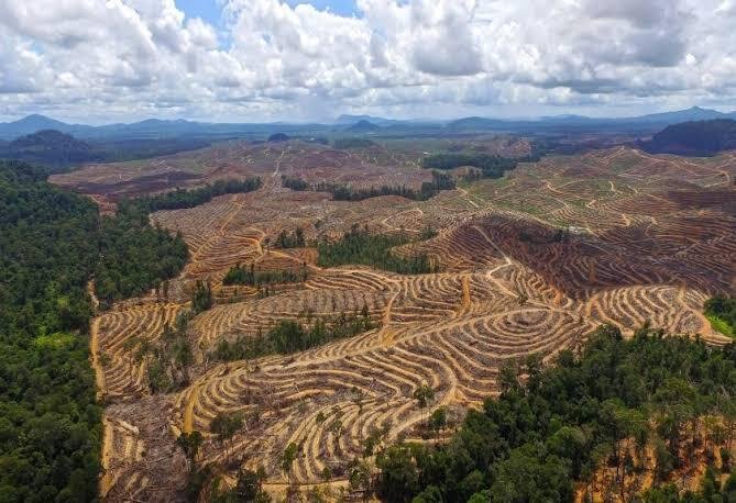 Hutan vs Deforestasi: Antara Keuntungan Jangka Pendek dan Keberlanjutan Ekologi Masa Depan 46 images 1