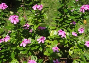 sarangib catharanthus roseus 327880 1