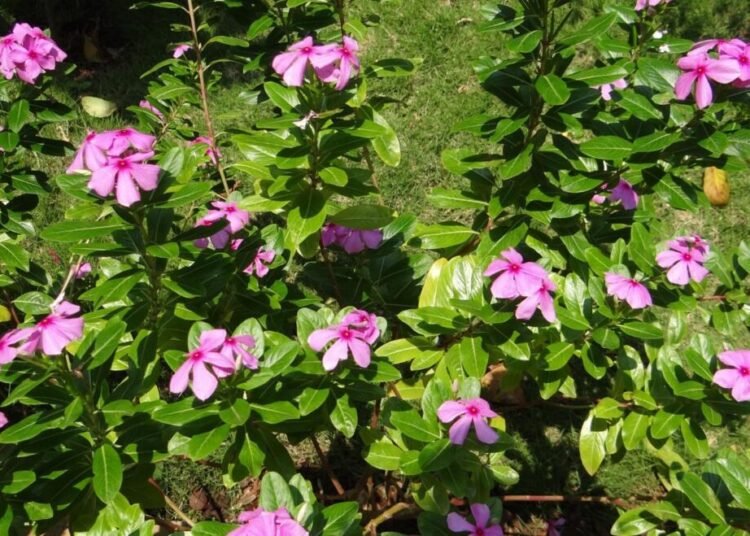 Dianggap Gulma, Ternyata Obat Kanker: Kisah Luar Biasa Tapak Dara yang Mengubah Sejarah Kedokteran 46 sarangib catharanthus roseus 327880 1