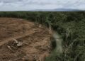 Transformasi Hutan Adat Menjadi Proyek Pangan Negara di Papua Selatan 48 1000114259 1