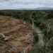 Transformasi Hutan Adat Menjadi Proyek Pangan Negara di Papua Selatan 61 1000114259 1