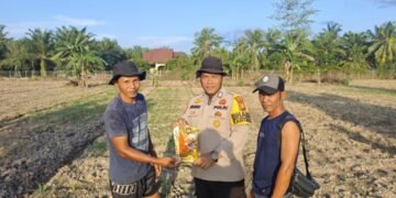 Polri Dukung Ketahanan Pangan, Polsek Siak Kecil menyerahkan tambahan bibit jagung pipil untuk sisipan tanaman jagung di lahan desa Sadar Jaya 34 IMG 20260520 WA0066