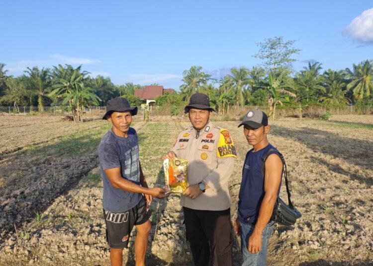 Polri Dukung Ketahanan Pangan, Polsek Siak Kecil menyerahkan tambahan bibit jagung pipil untuk sisipan tanaman jagung di lahan desa Sadar Jaya 46 IMG 20260520 WA0066
