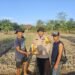 Polri Dukung Ketahanan Pangan, Polsek Siak Kecil menyerahkan tambahan bibit jagung pipil untuk sisipan tanaman jagung di lahan desa Sadar Jaya 57 IMG 20260520 WA0066
