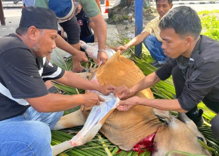 Wujud Kebersamaan dan Kepedulian Sosial, Lapas Bandanaira Gelar Penyembelihan Hewan Qurban Idul Adha 1447 H 46 IMG 20260528 WA0135