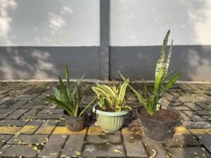 Mahasiswa Laksanakan Proyek SDGs Tema 13 melalui Penanaman Lidah Mertua di Area Kantin FISMART 51 IMG 6492.HEIC