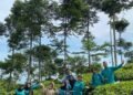 Praktikum Budidaya Teh Jolotigo