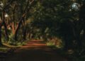Ilustrasi gambar jalan yang rindang dan sepi di sore hari menjelang malam (Sumber: Dock pribadi)