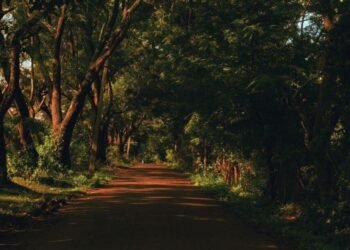 Ilustrasi gambar jalan yang rindang dan sepi di sore hari menjelang malam (Sumber: Dock pribadi)