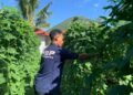 Panen Perdana Kacang Panjang, Lapas Bandanaira Perkuat Program Ketahanan Pangan dan Pembinaan Warga Binaan 47 WhatsApp Image 2026 05 30 at 07.15.31 1
