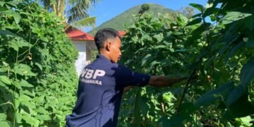 Panen Perdana Kacang Panjang, Lapas Bandanaira Perkuat Program Ketahanan Pangan dan Pembinaan Warga Binaan 28 WhatsApp Image 2026 05 30 at 07.15.31 1