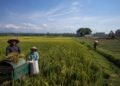 Klaim Swasembada Beras 2026: Benar Berdaulat atau Sekadar Berhenti Impor? 47 Ilustrasi hamparan sawah produktif di tengah tekanan alih fungsi lahan dan ketimpangan kesejahteraan petani. Sumber: Artificial Intelligence (AI).
