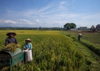 Klaim Swasembada Beras 2026: Benar Berdaulat atau Sekadar Berhenti Impor? 46 Ilustrasi hamparan sawah produktif di tengah tekanan alih fungsi lahan dan ketimpangan kesejahteraan petani. Sumber: Artificial Intelligence (AI).