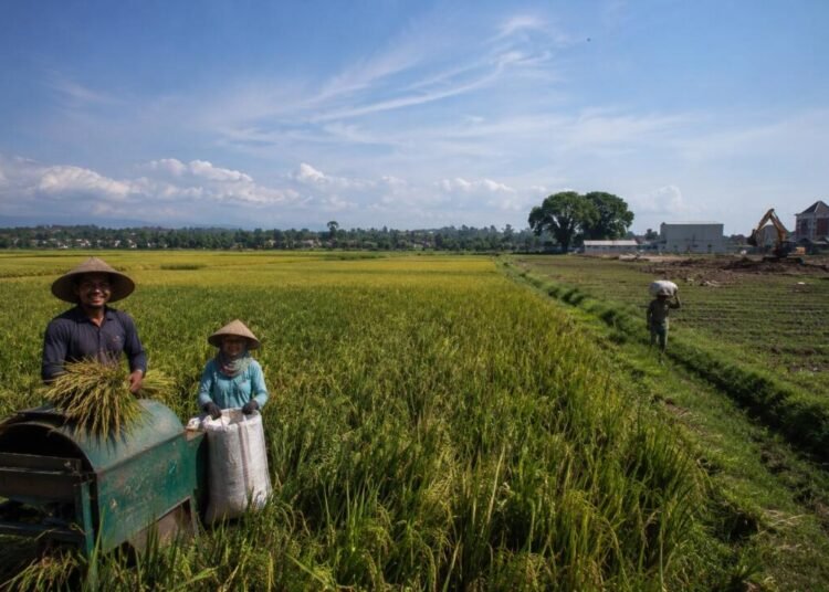 Klaim Swasembada Beras 2026: Benar Berdaulat atau Sekadar Berhenti Impor? 46 Ilustrasi hamparan sawah produktif di tengah tekanan alih fungsi lahan dan ketimpangan kesejahteraan petani. Sumber: Artificial Intelligence (AI).