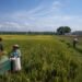 Klaim Swasembada Beras 2026: Benar Berdaulat atau Sekadar Berhenti Impor? 54 Ilustrasi hamparan sawah produktif di tengah tekanan alih fungsi lahan dan ketimpangan kesejahteraan petani. Sumber: Artificial Intelligence (AI).