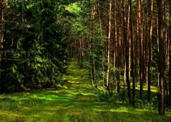 Akta 1929 vs Perhutani: Ketika Tanah Leluhur Desa pakel Banyuwangi Lebih Tua dari Negara yang Mengusirnya 46 forest 4942045 1280