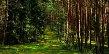 forest 4942045 1280