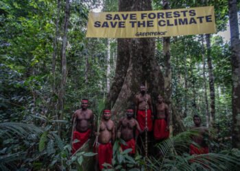 Ilustrasi Hutan Papua. Foto: Jurnasyanto Sukarno/Greenpeace