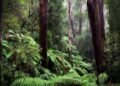 hutan papua