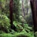 Penolakan Masyarakat Adat Papua terhadap Perubahan Kawasan Hutan 55 hutan papua
