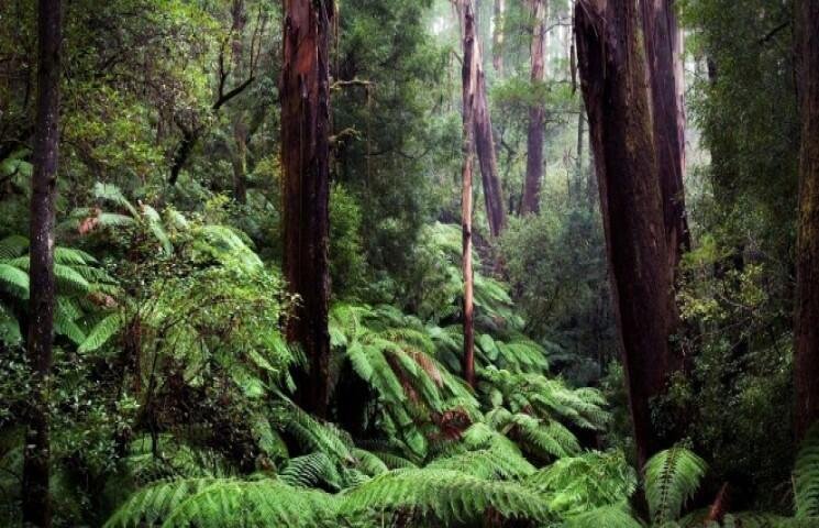 Penolakan Masyarakat Adat Papua terhadap Perubahan Kawasan Hutan 46 hutan papua