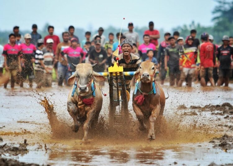 Di balik kemeriahan kerapan sapi, arena ini bukan sekadar hiburan melainkan ruang sosial tempat blater mempertegas eksistensinya. (Foto: Usman Hadi Wijaya/Pexels)