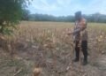 Polri Dukung Ketahanan Pangan, Polsek Siak Kecil Melaksanakan Pengecekan Persiapan Pemanenan Jagung di desa Sungai Siput 52 Pengecekan Persiapan Pemanenan Jagung di desa Sungai Siput (Suber: Dokumentasi Pribadi)