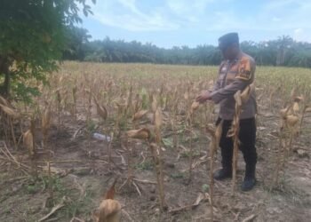 Pengecekan Persiapan Pemanenan Jagung di desa Sungai Siput (Suber: Dokumentasi Pribadi)