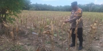 Polri Dukung Ketahanan Pangan, Polsek Siak Kecil Melaksanakan Pengecekan Persiapan Pemanenan Jagung di desa Sungai Siput 29 Pengecekan Persiapan Pemanenan Jagung di desa Sungai Siput (Suber: Dokumentasi Pribadi)