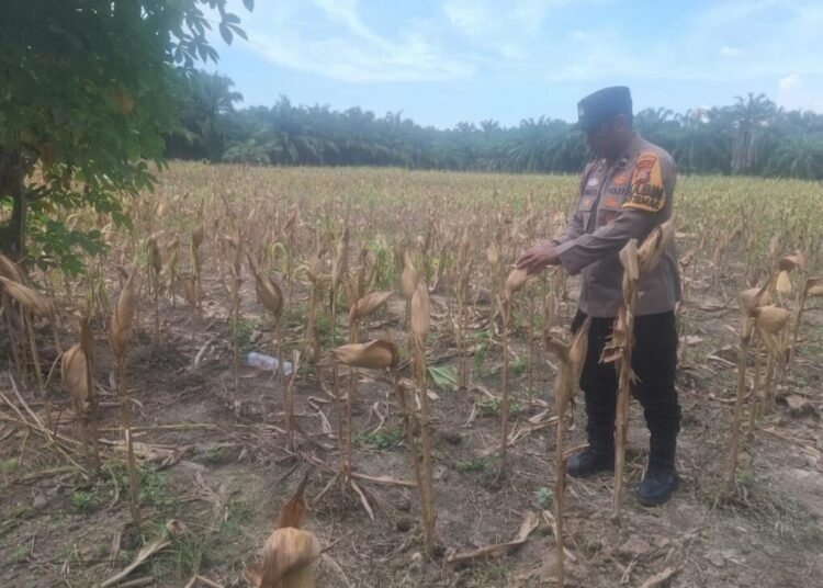 Pengecekan Persiapan Pemanenan Jagung di desa Sungai Siput (Suber: Dokumentasi Pribadi)