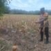 Pengecekan Persiapan Pemanenan Jagung di desa Sungai Siput (Suber: Dokumentasi Pribadi)