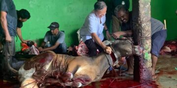 SIT Al-Fadiyah Sembelih 3 Ekor Sapi sebagai Hewan Qurban Hari Raya Idul Adha 2026 62 Penyembelihan hewan qurban oleh Ketua Yayasan Ridho Ammar Al-Fadiyah