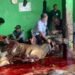 Penyembelihan hewan qurban oleh Ketua Yayasan Ridho Ammar Al-Fadiyah
